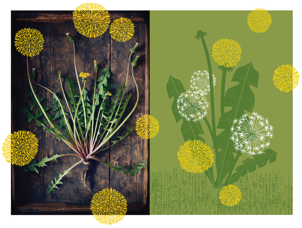 Dandelion Dreams – Making a MODbotanical